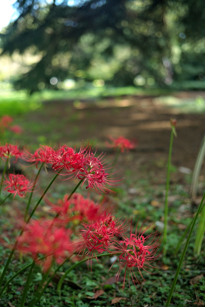 fleur de flammeches rouges