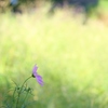 秋の桜