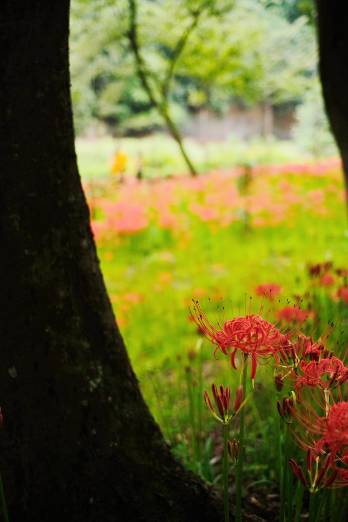 fleur de flammeches rouges