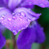 Purple drops