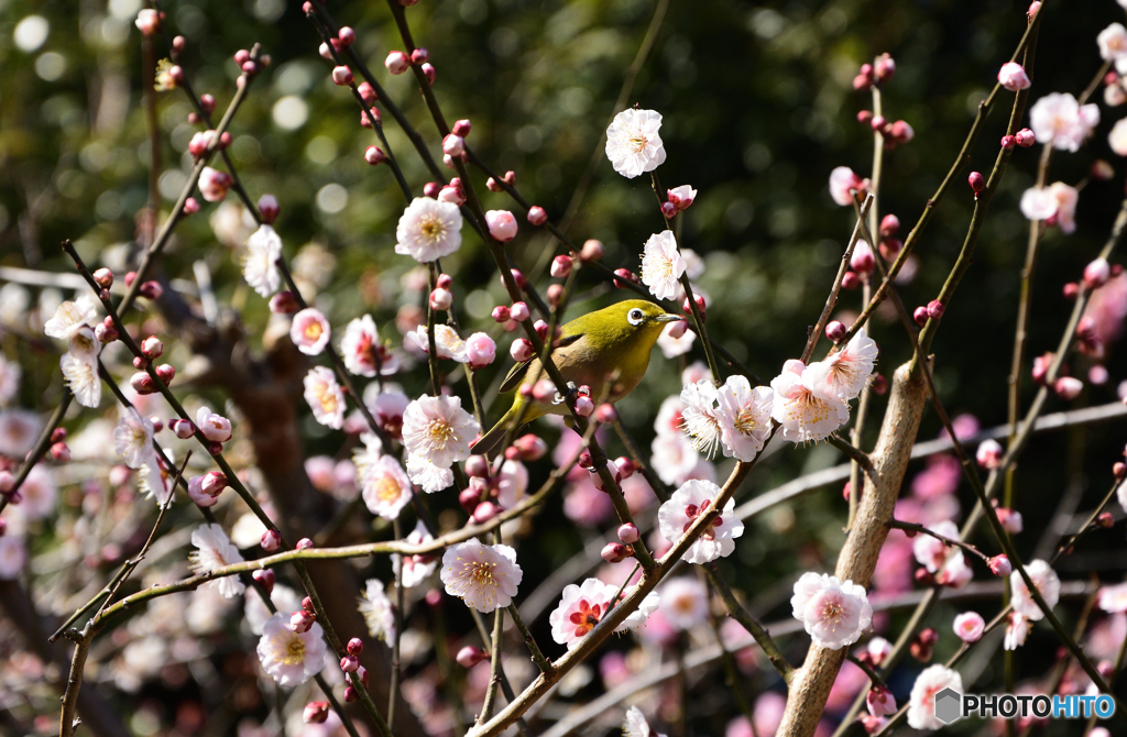 春の贈り物