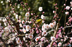 春の贈り物