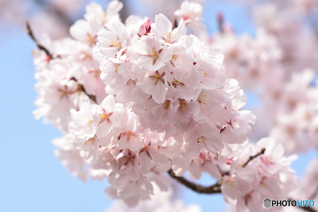 晴天と桜