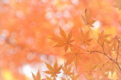 ありきたりな秋　赤