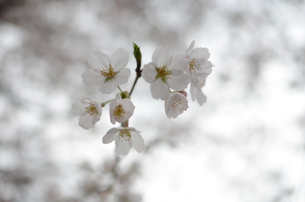 朝桜