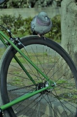 お眠の自転車鳩