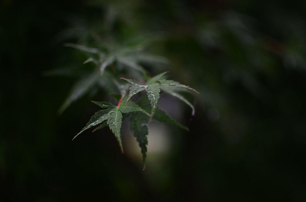 雨は