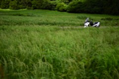 ちょっとそこまで