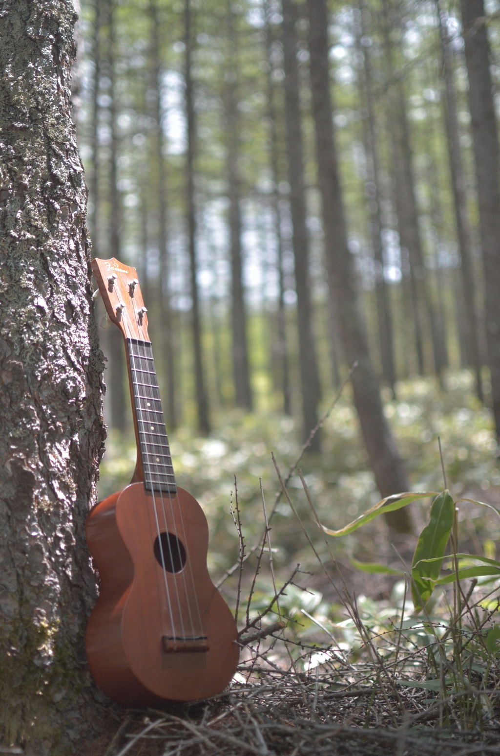 Forest time