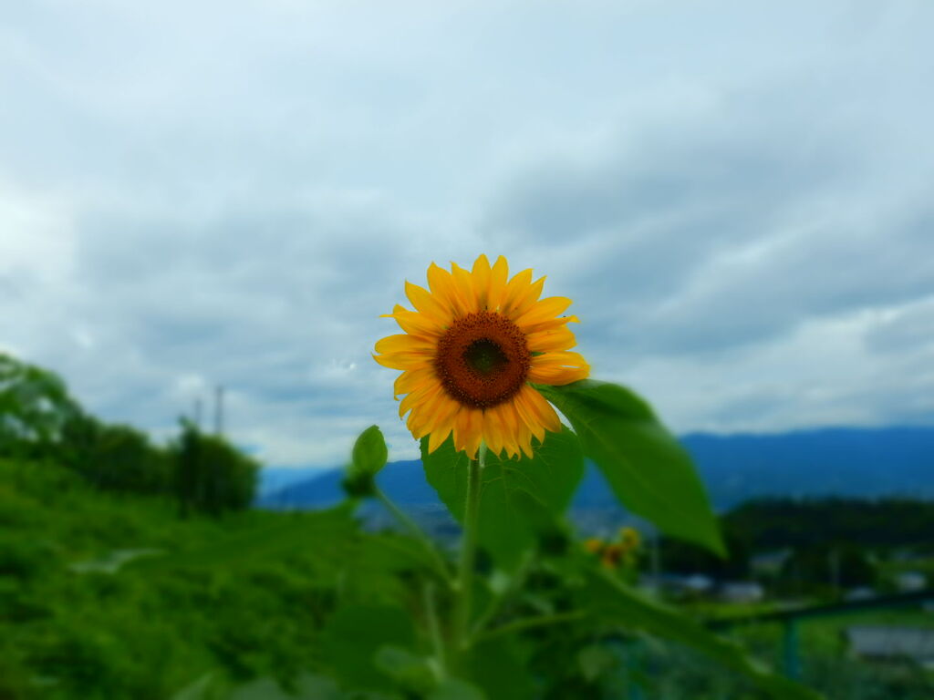太陽の花