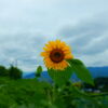太陽の花