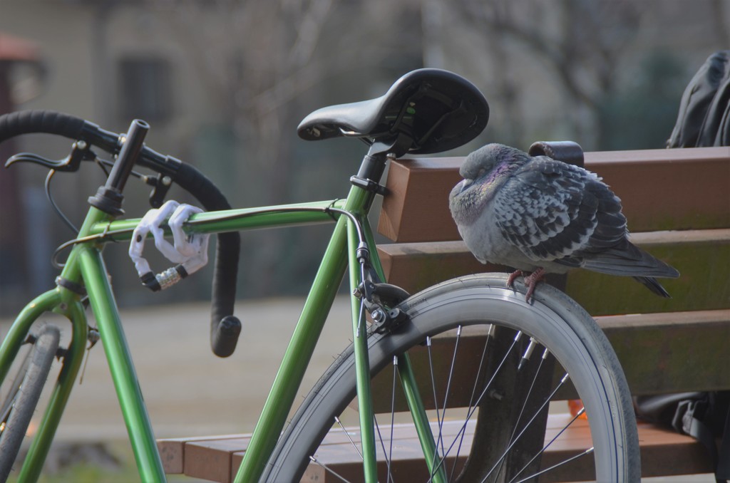 熟睡自転車鳩