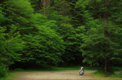 Break  in  the  forest