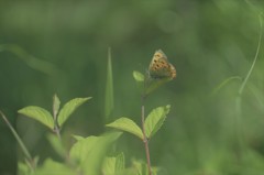 伊豆半島のベニシジミ　2