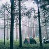 Canp  in  forest