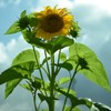 太陽の花