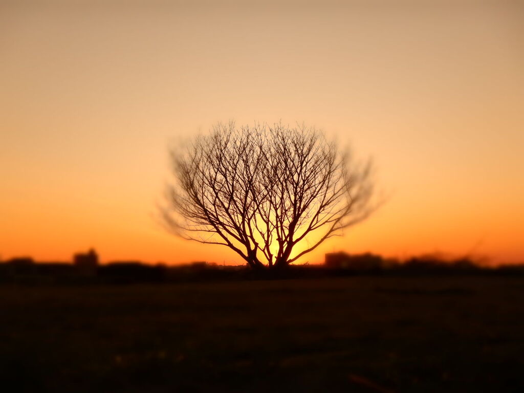 夕日のおかげで