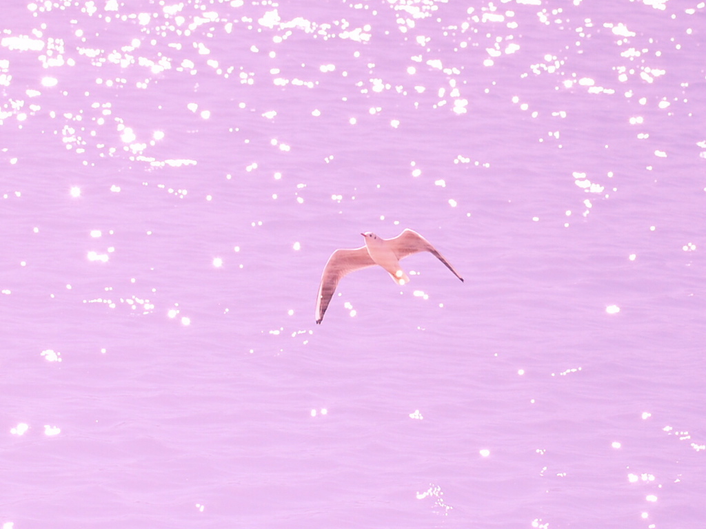 seagull