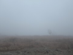 霧の荒野は