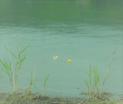 湖畔のデート