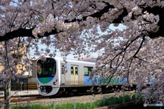 桜と西武