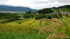 棚田