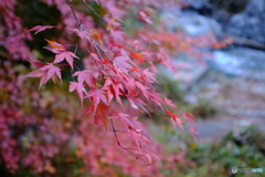 紅葉 奥多摩