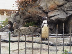 陸歩くペンギン