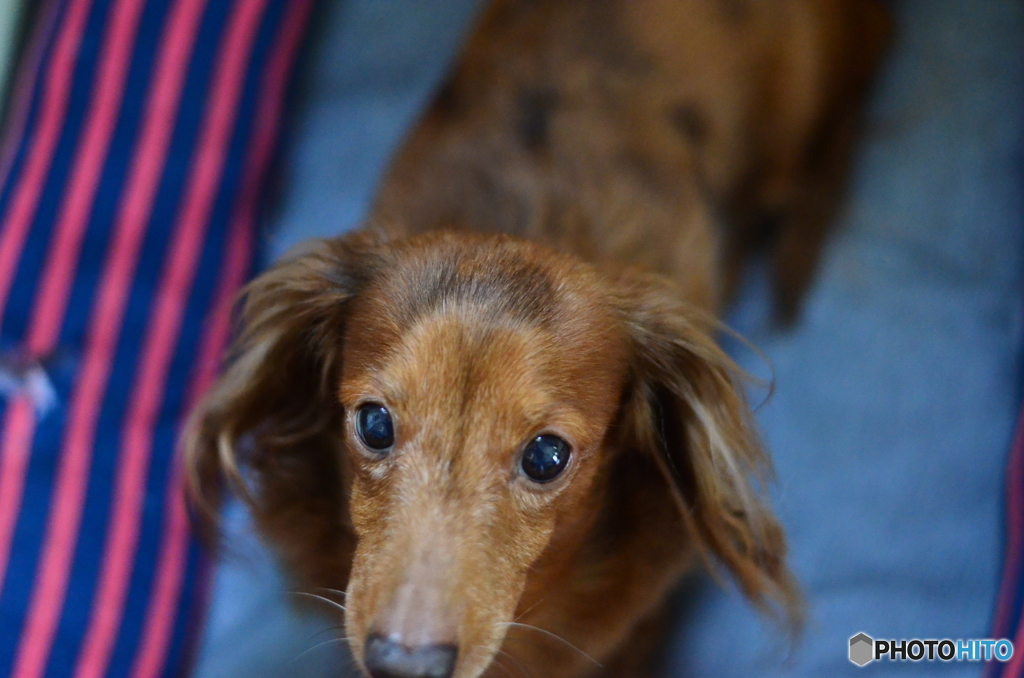 愛犬