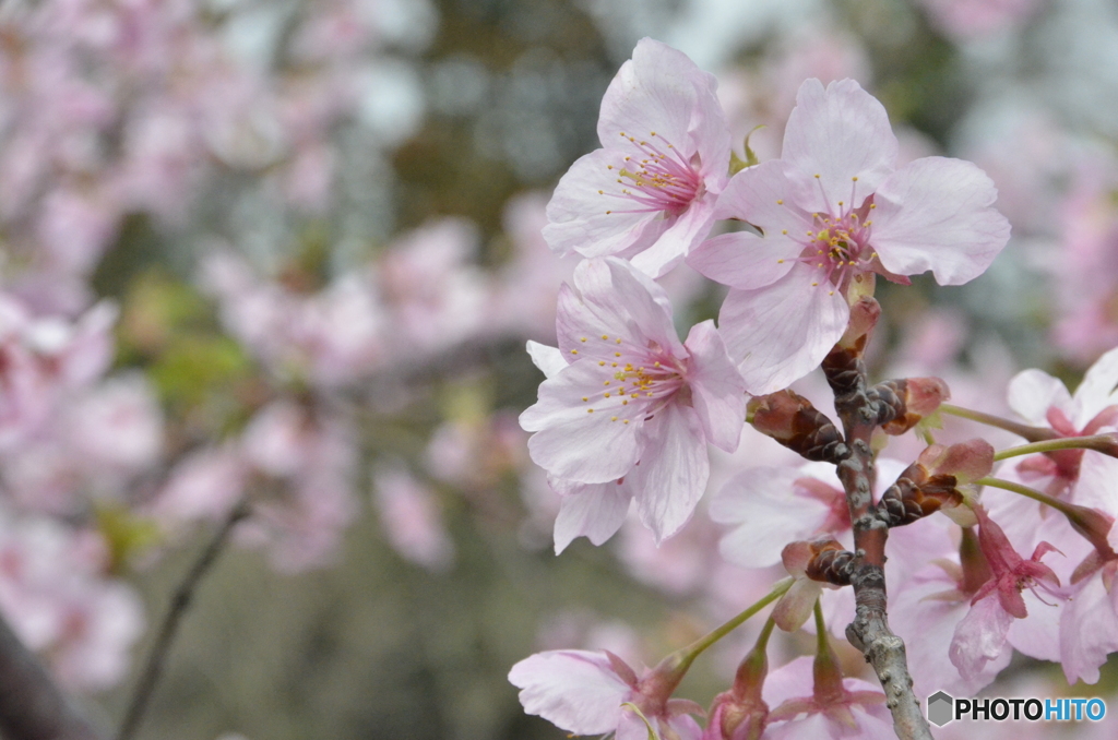 桜