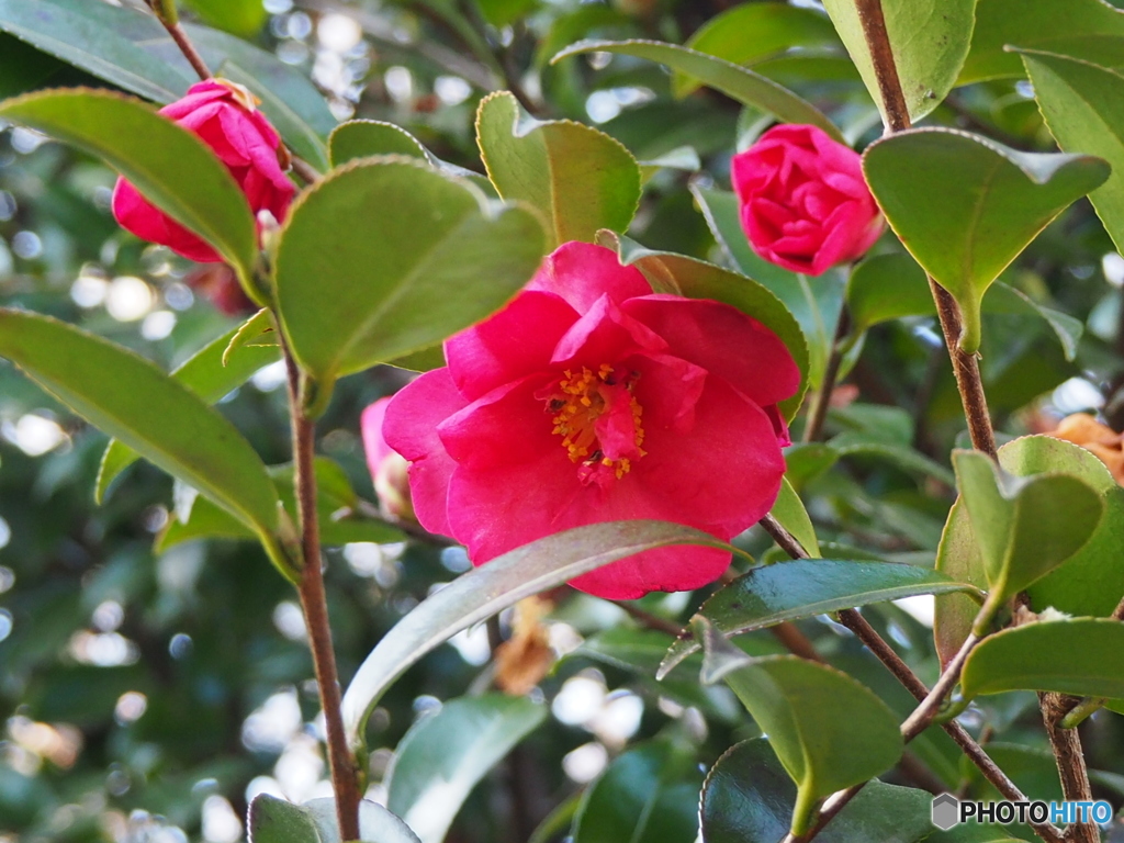 山茶花…それとも椿??