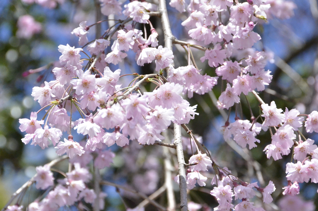 桜