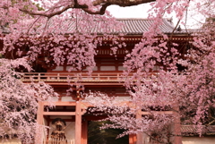 醍醐寺