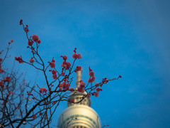 Plum blossoms