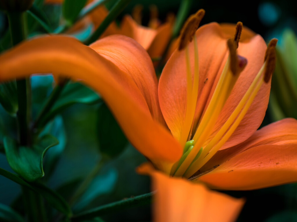 Orange & Green