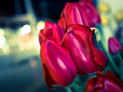 red tulips