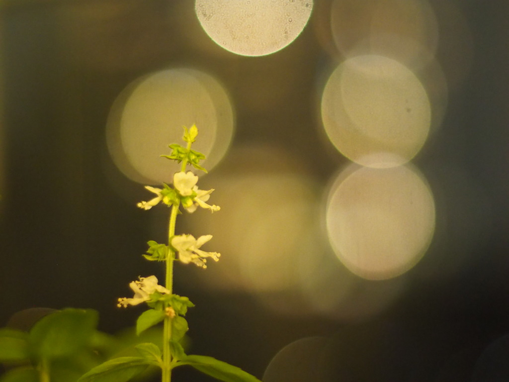 バジルに花が咲きました