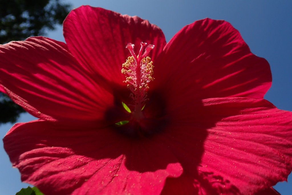 Hibiscus