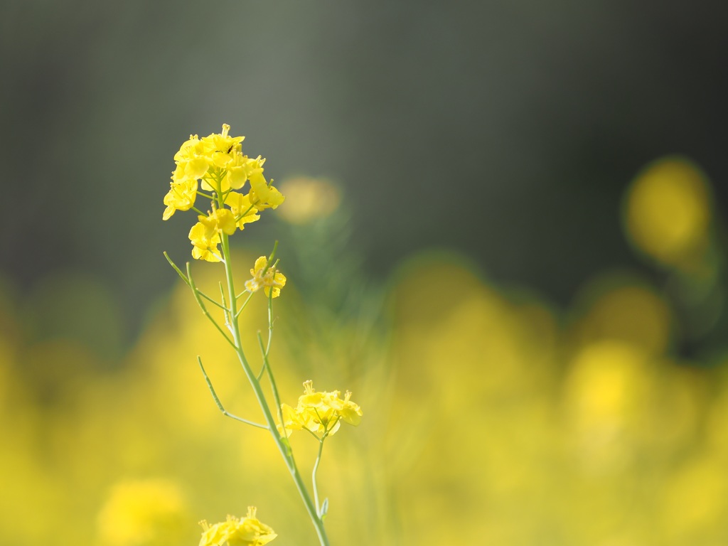 菜の花