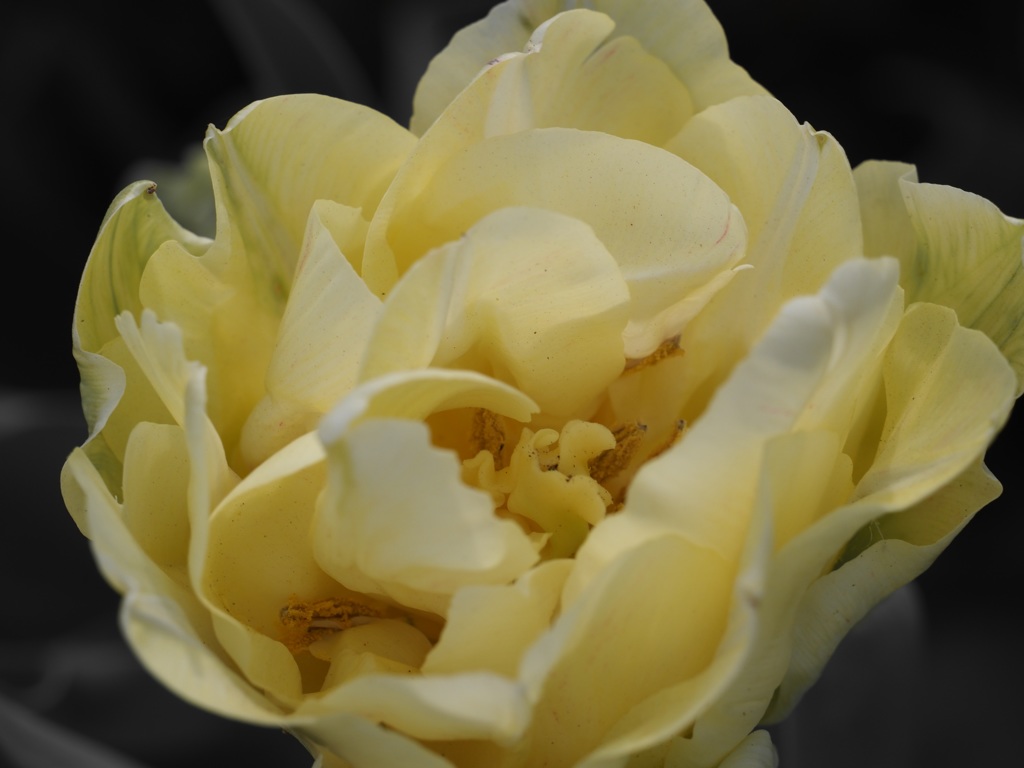 Pretty Flower