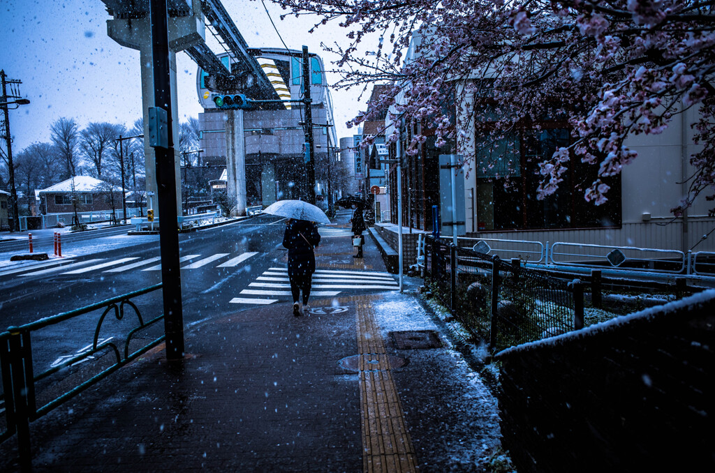 桜＆雪＆傘