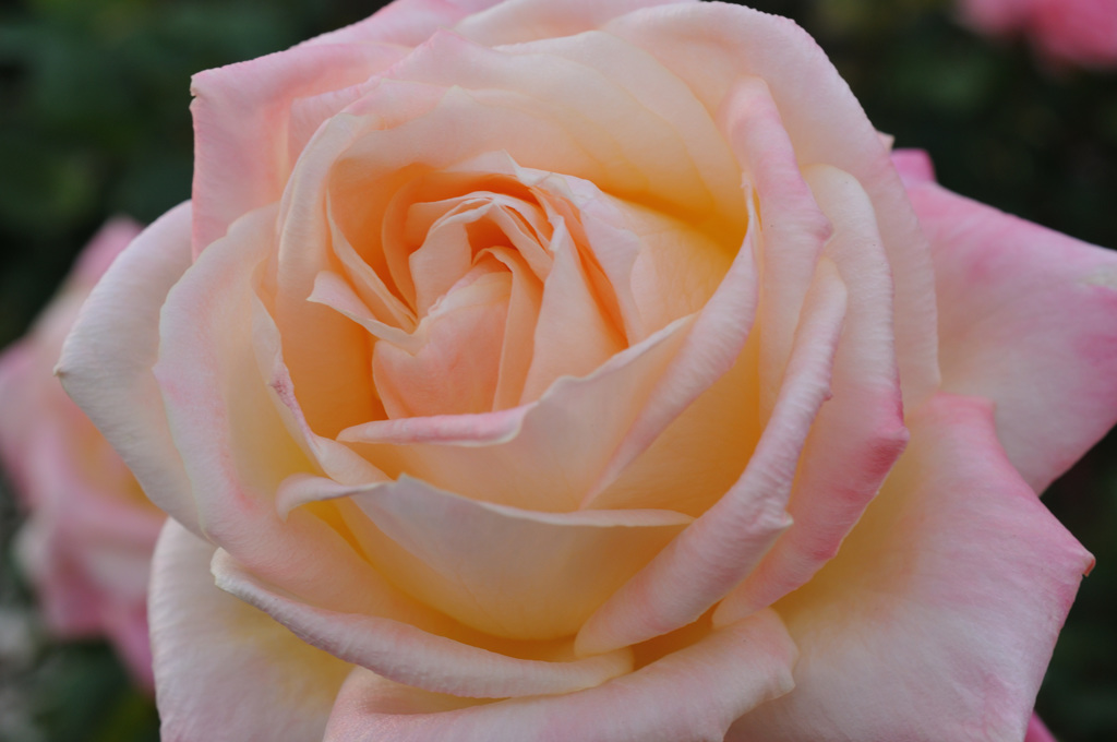 Diana Princess of Wales