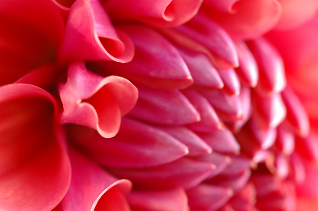 Dahlia Big