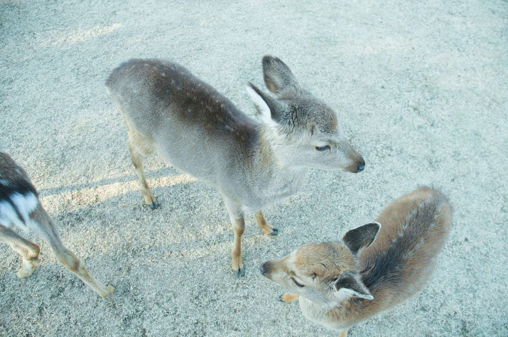 Cervus mini