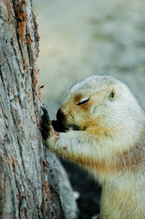 Prairie dog 念ずる