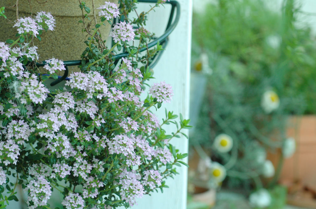 thyme has come