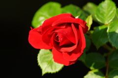 情熱の真紅の薔薇