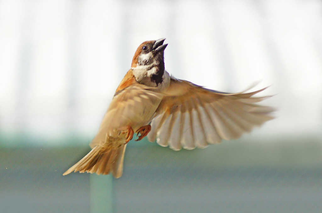sparrow