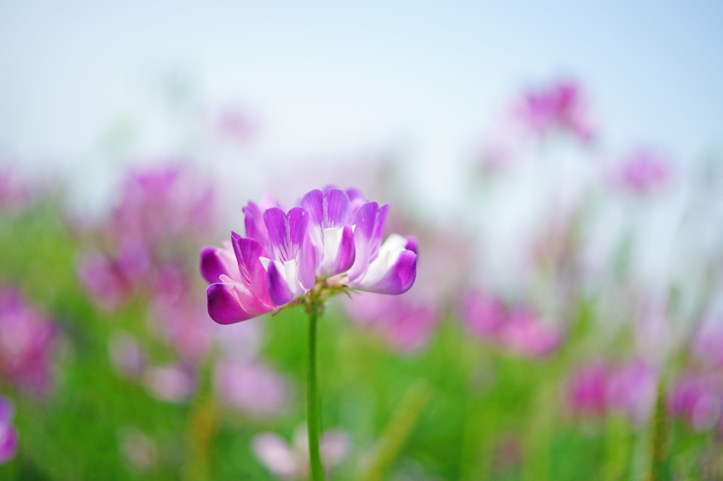 蓮華つもか　花つもか