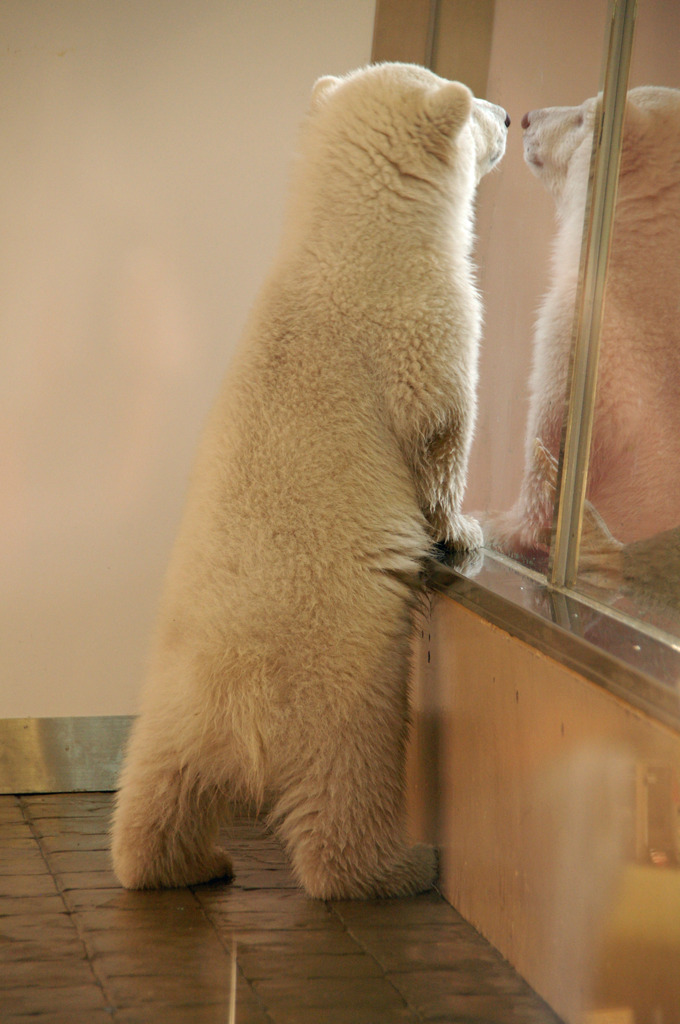 A Baby Polar Bear 3